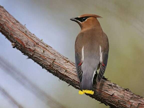 A Cedar Waxwing bird with sleek brown and gray feathers, a black eye mask, yellow-tipped tail, and red accents on its wings perches on a tree branch.